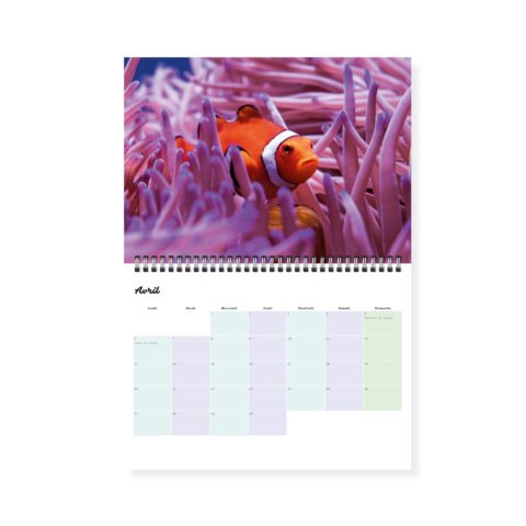 Calendrier photos – Vie sous-marine